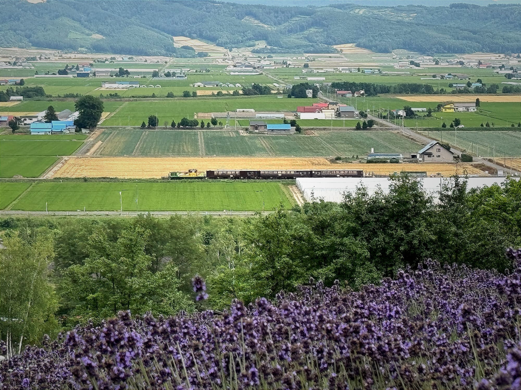 从坡地上眺望薰衣草与富良野田园