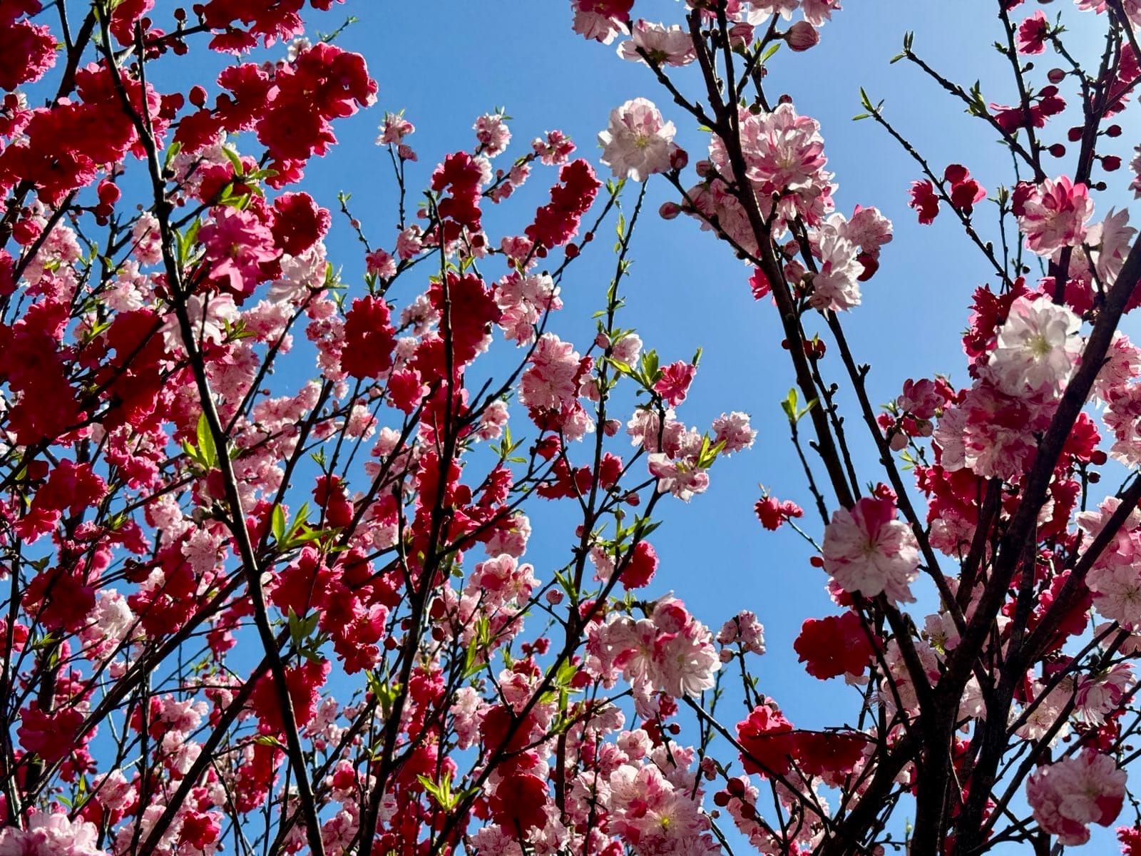 春日枝头绽放的红白花朵