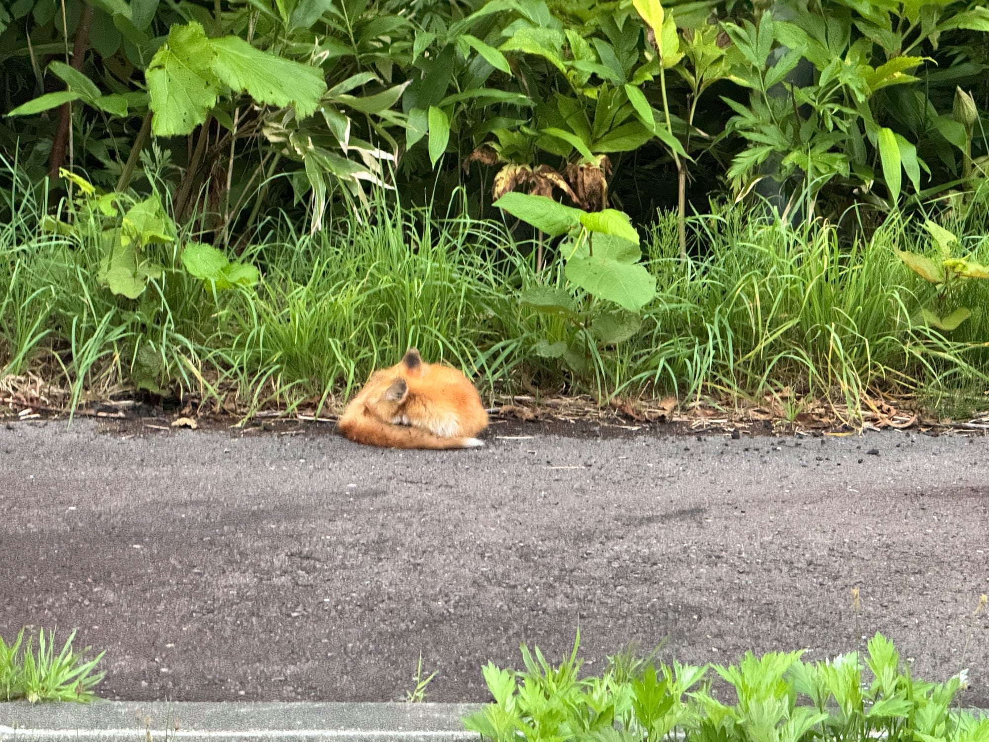 229号国道旁偶遇的狐狸