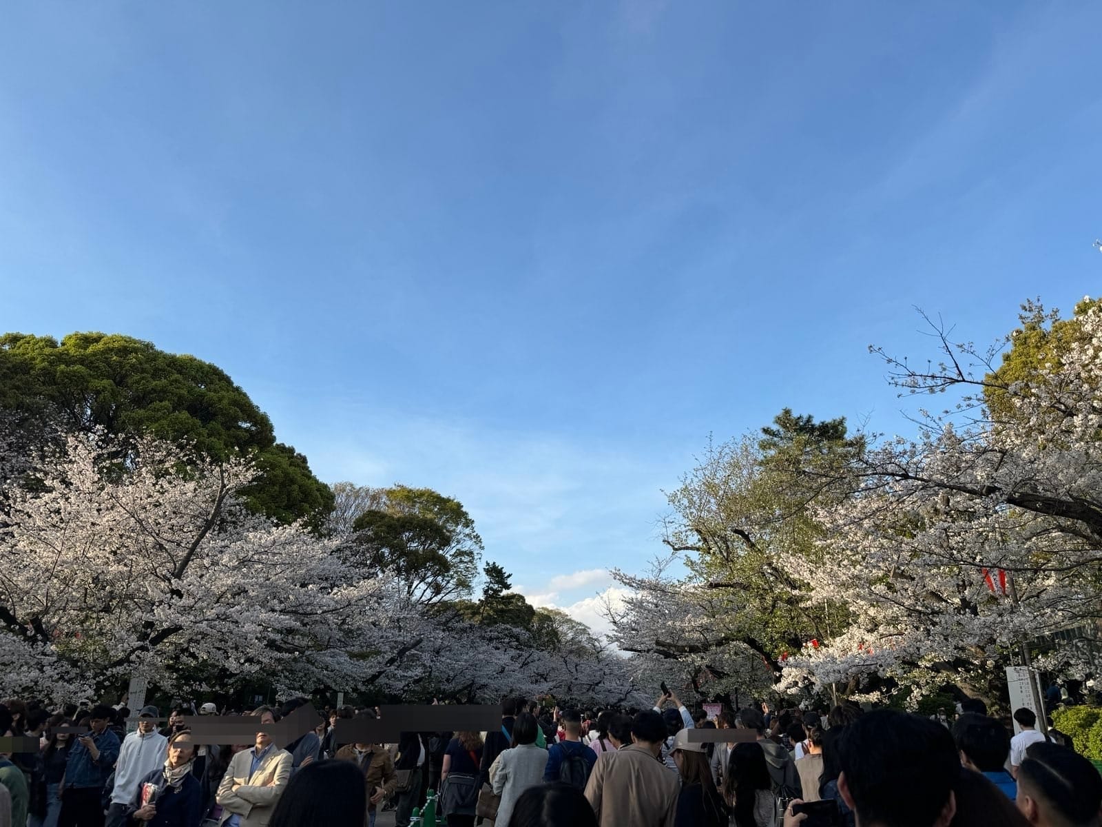 上野公园步道旁盛开的樱花