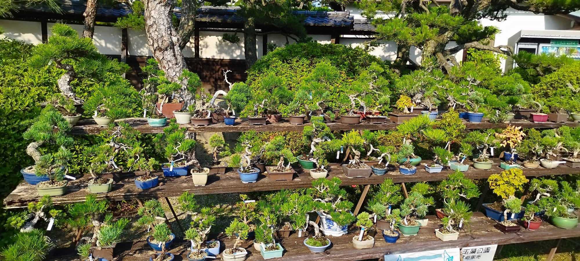 公园内展示的小型盆栽