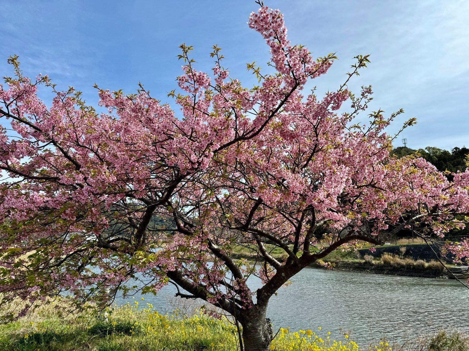 青野川岸边盛开的河津樱