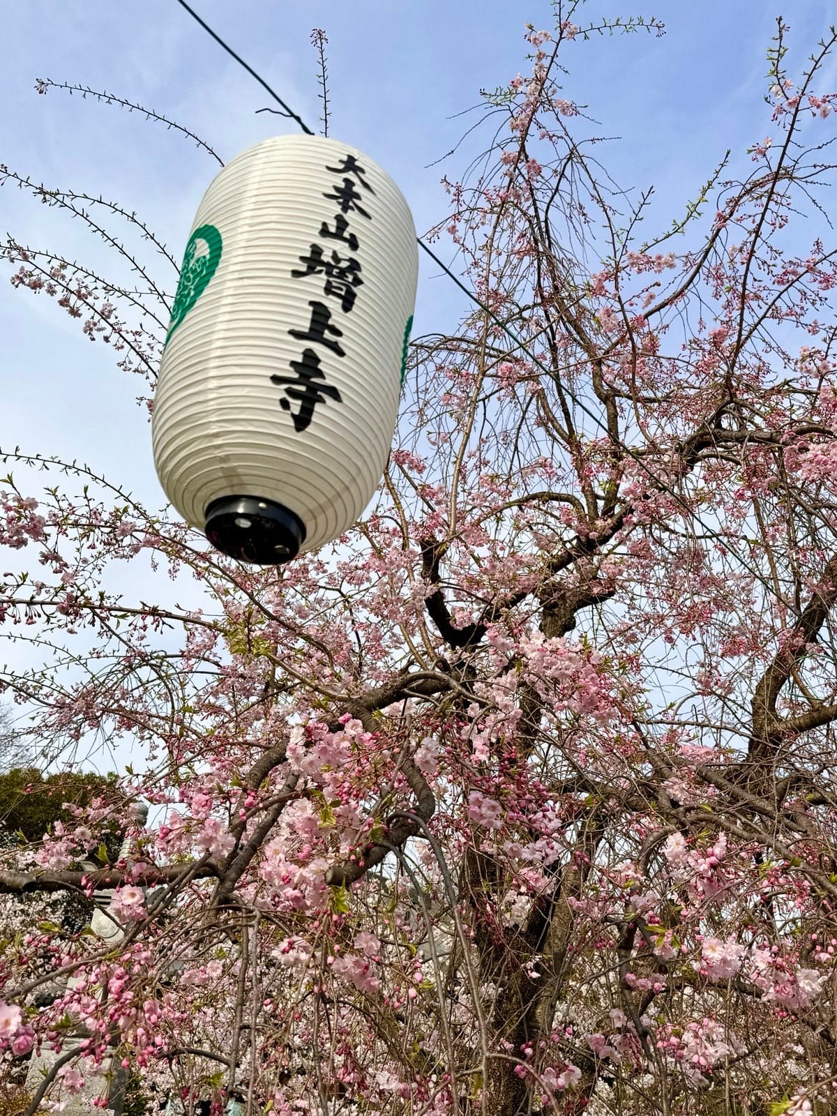 增上寺境内的樱花