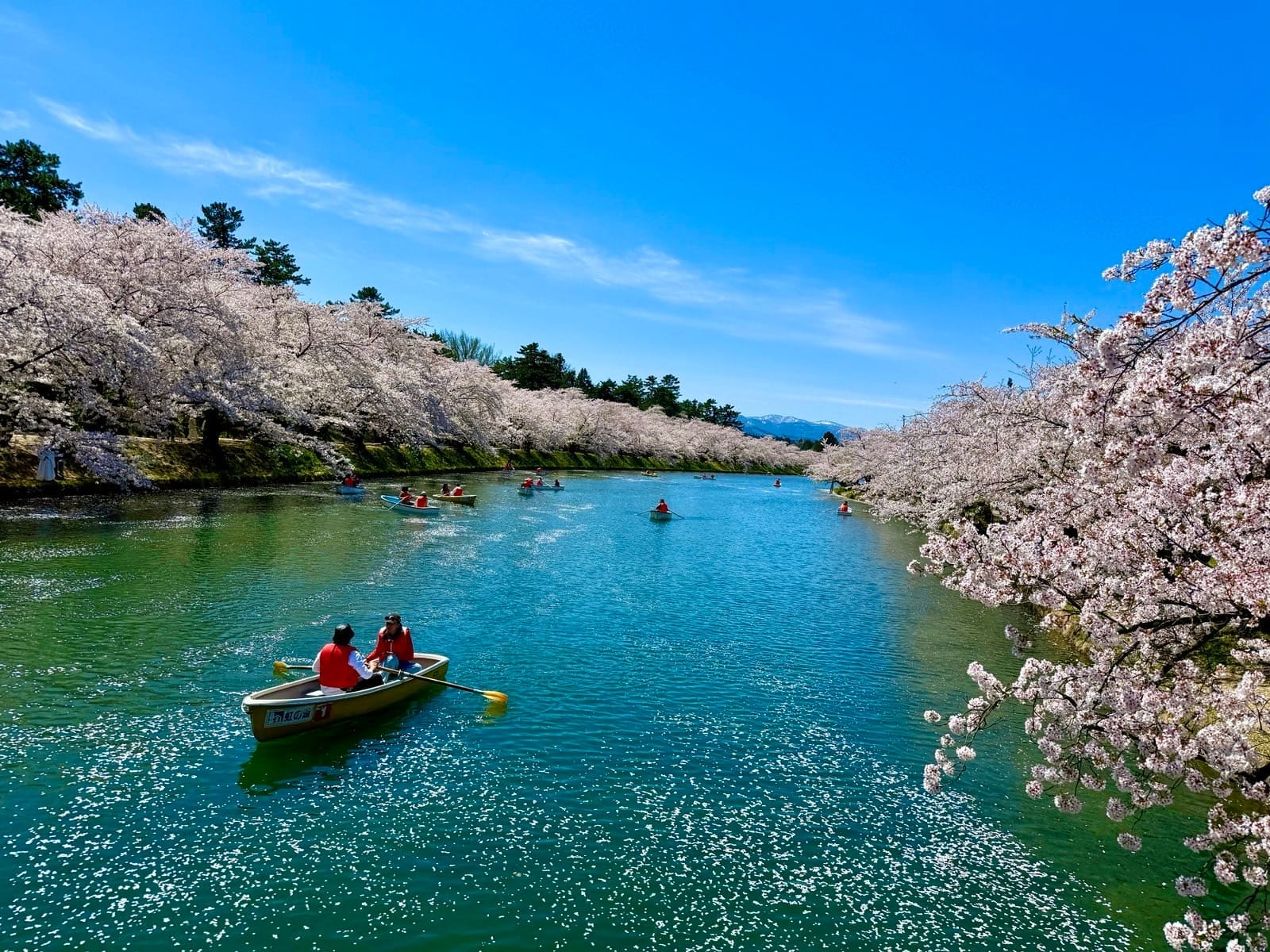 从春阳桥远观西护城河两岸的樱花