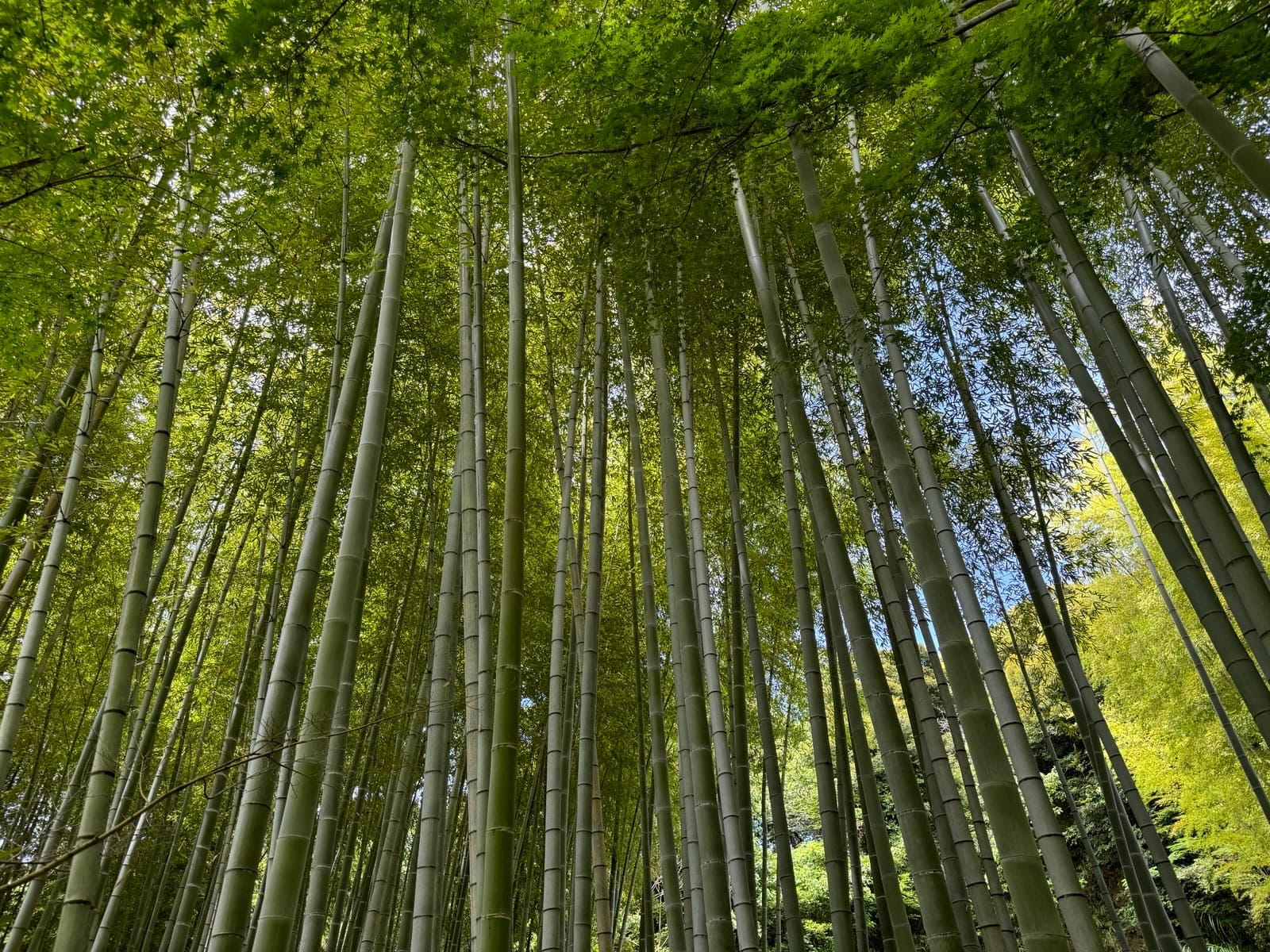 通往半僧坊途中的竹林