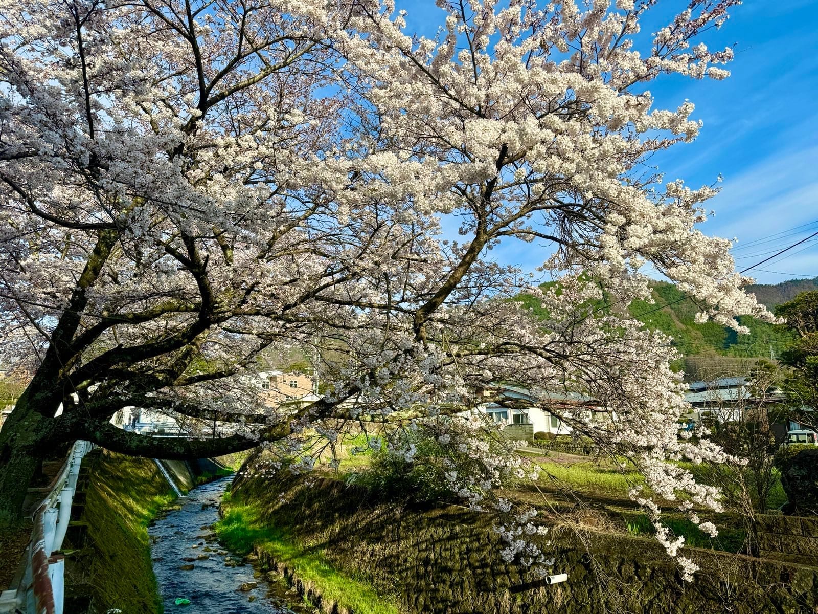 河岸边伸向水面的白色樱花