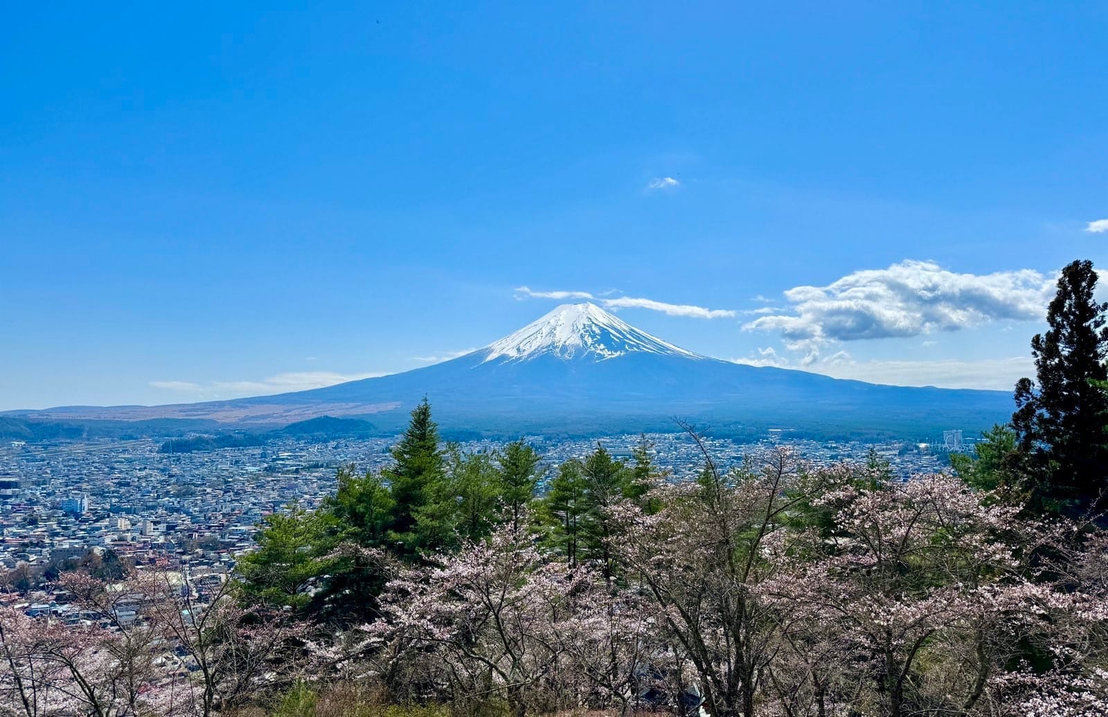 从山坡俯瞰街道、樱花与富士山