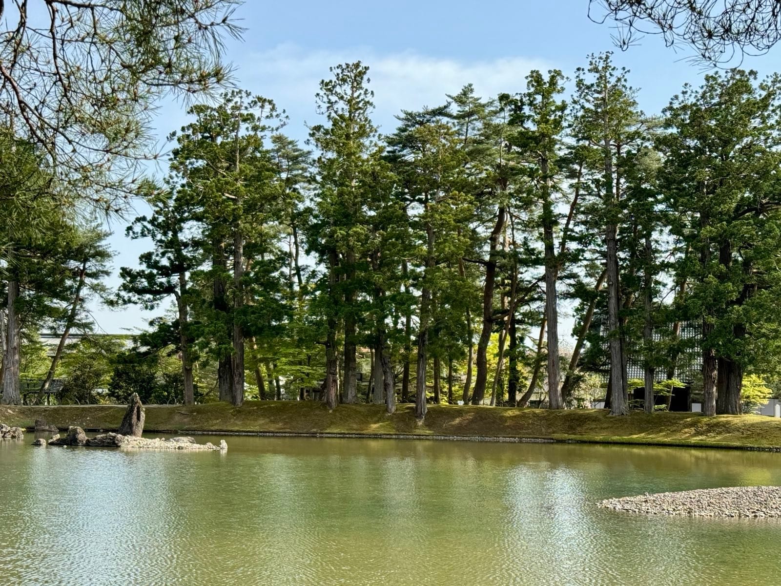 净土庭园的大泉池与岸边树木