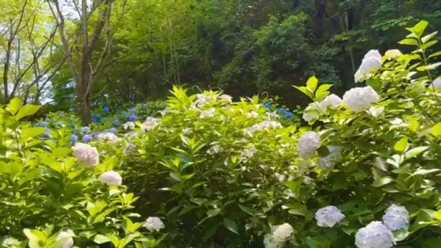 多气山参道旁盛开的绣球花