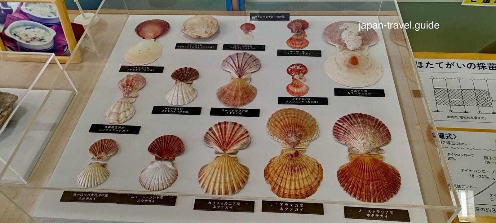 展示不同贝壳的扇贝知识展区