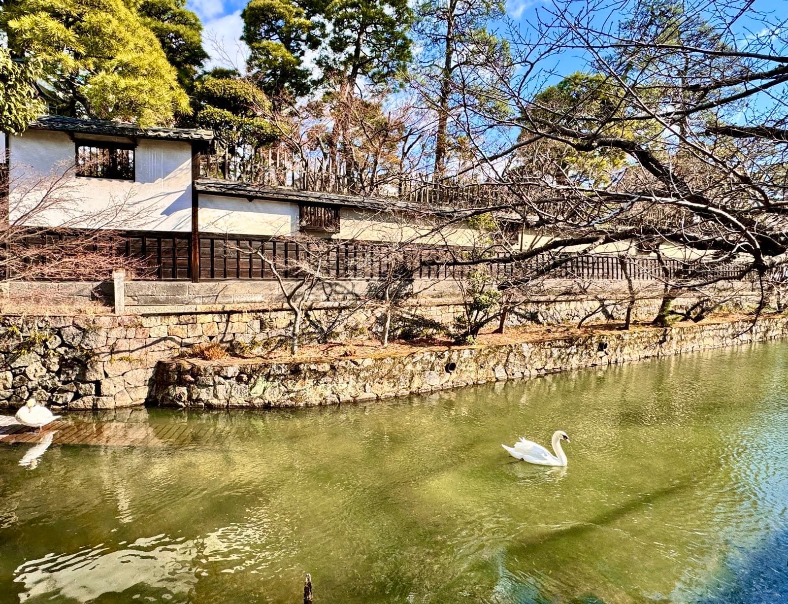 仓敷川上的天鹅与两岸白墙建筑