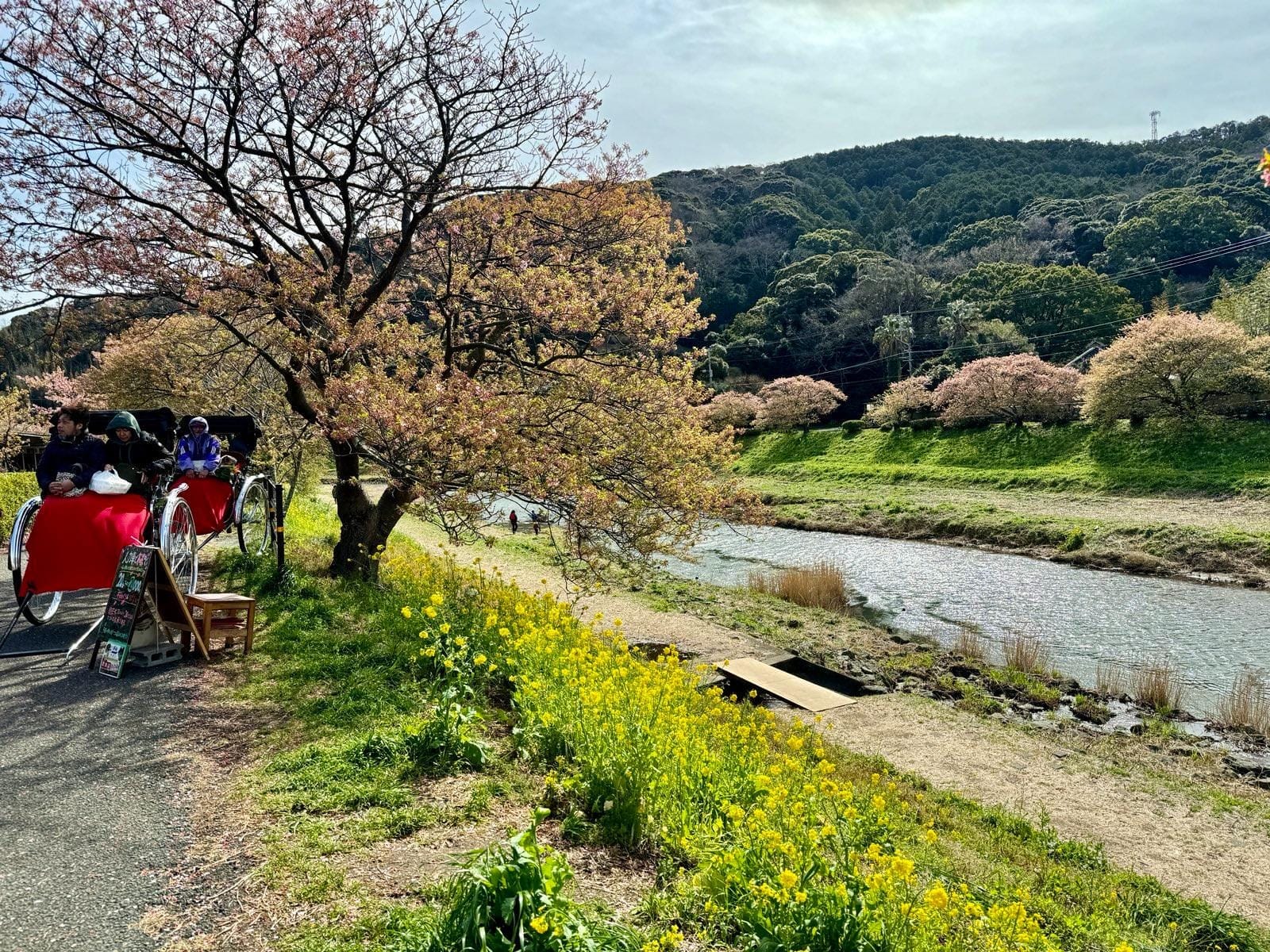 青野川旁的樱花、油菜花与散步道