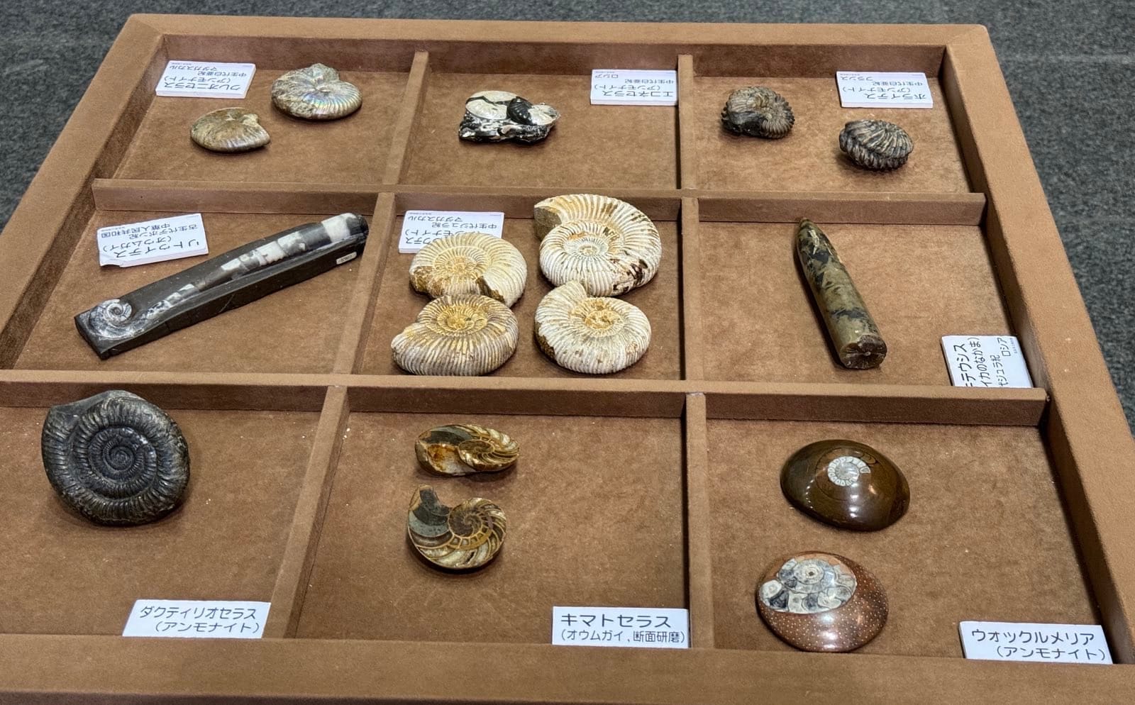那次参观时可以触摸的化石展示