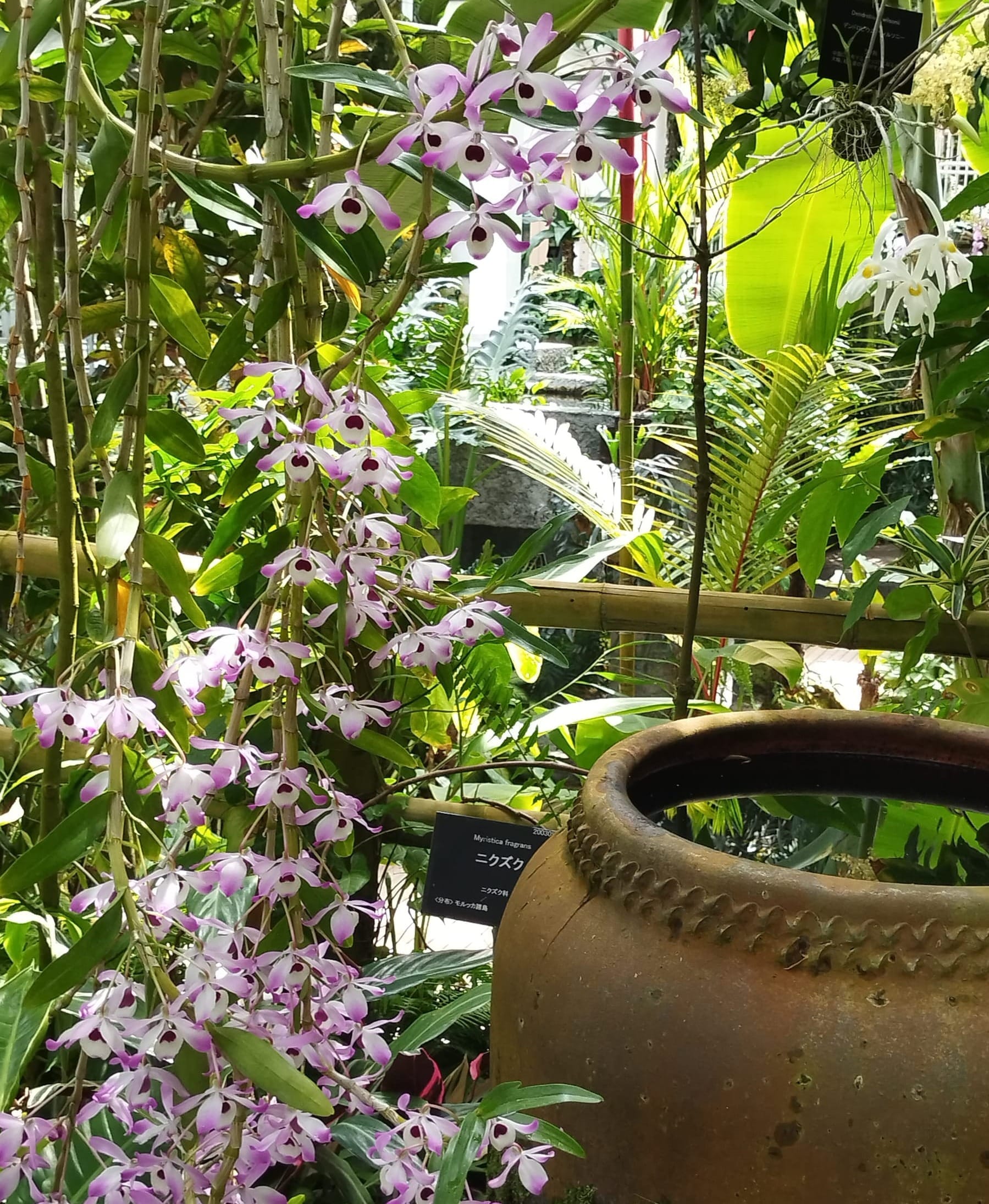 牧野植物园温室里的兰花与绿植