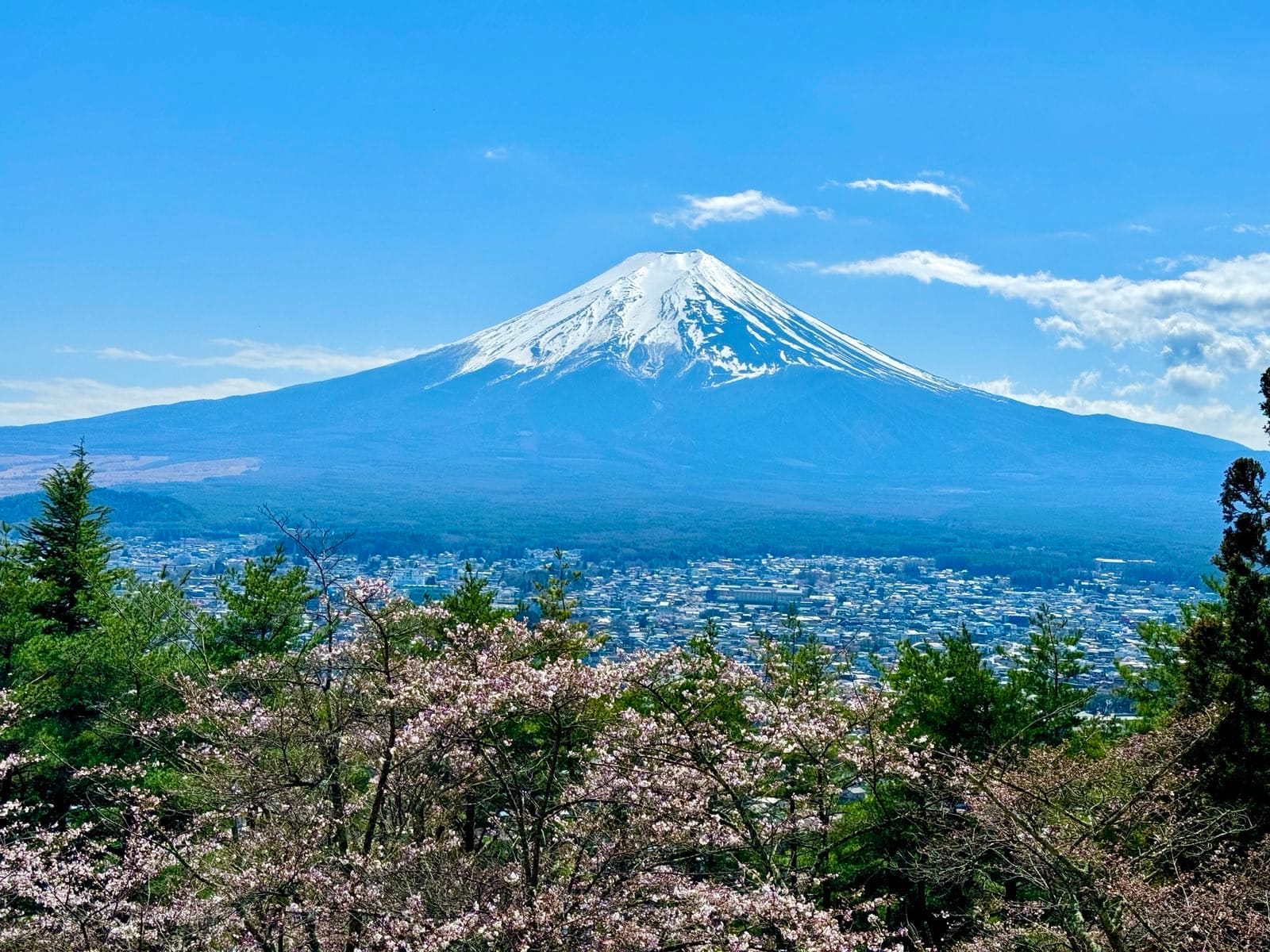 新仓山浅间公园樱花间的富士山