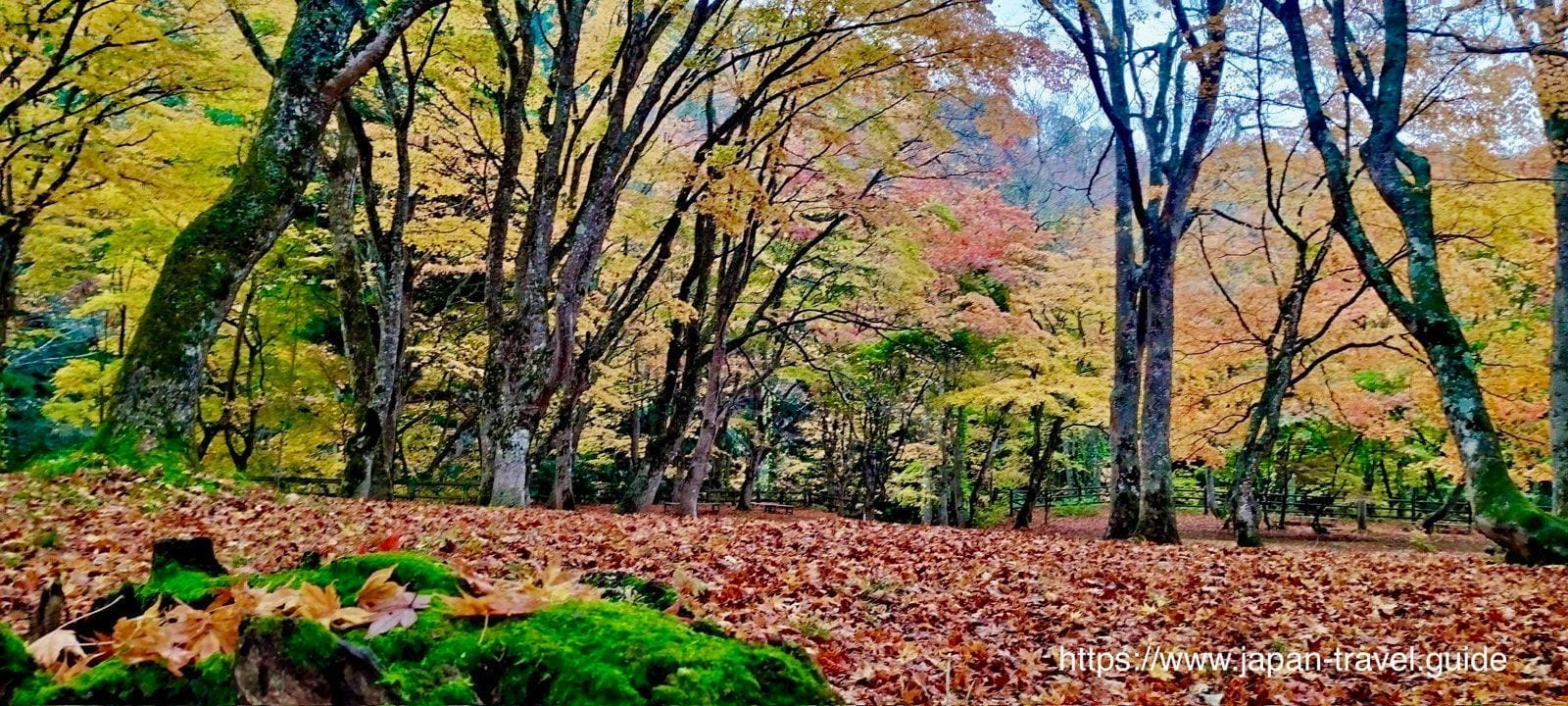 铺满落叶的中野红叶山林地