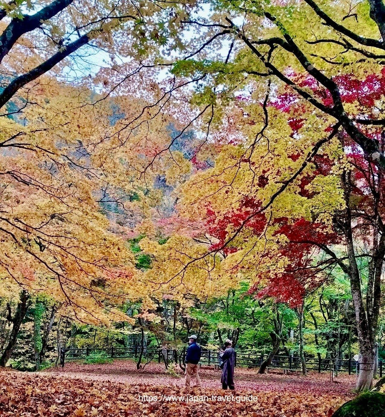 游客漫步中野红叶山的林间小径