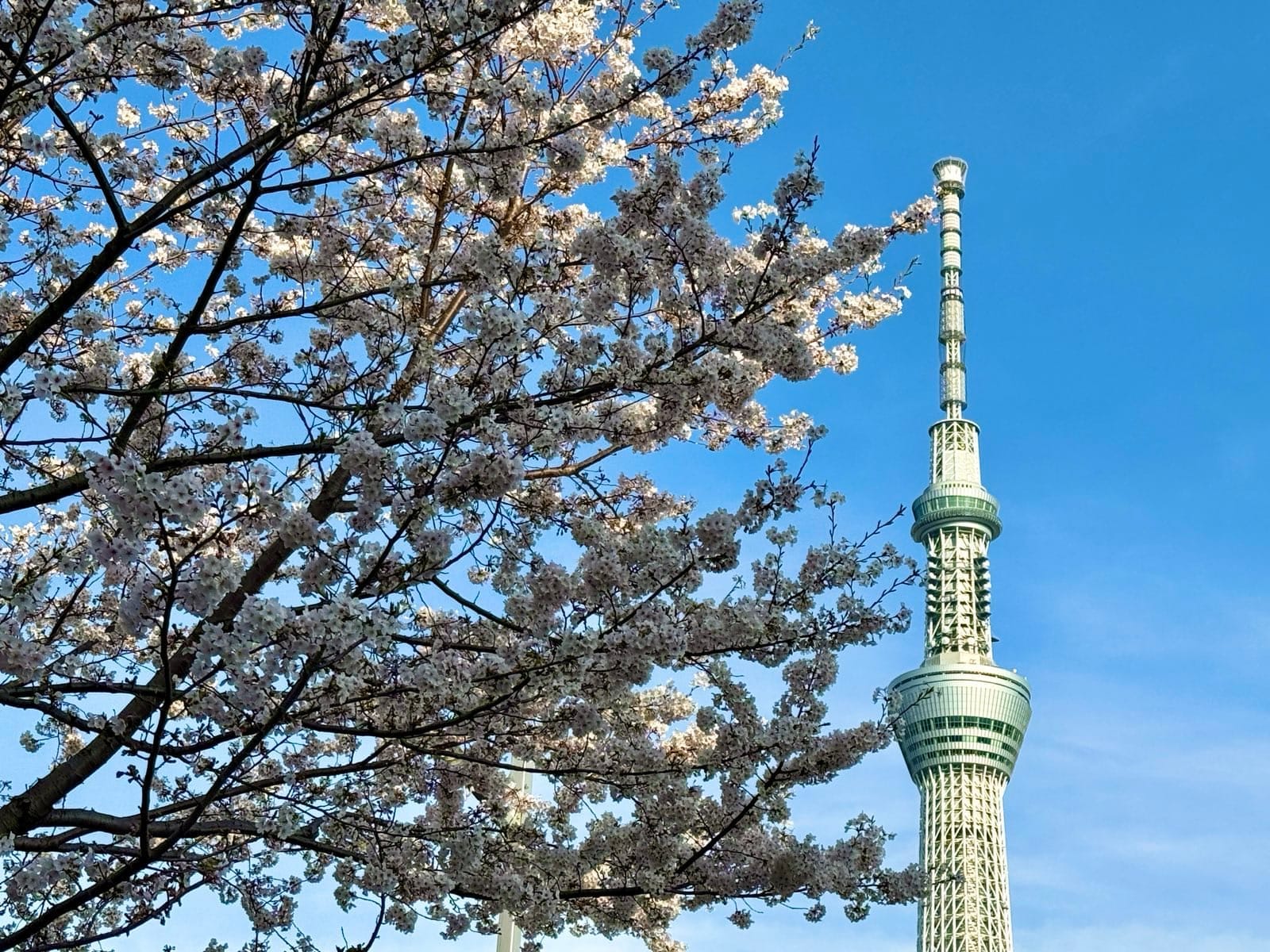 隅田公园的樱花与河岸风景