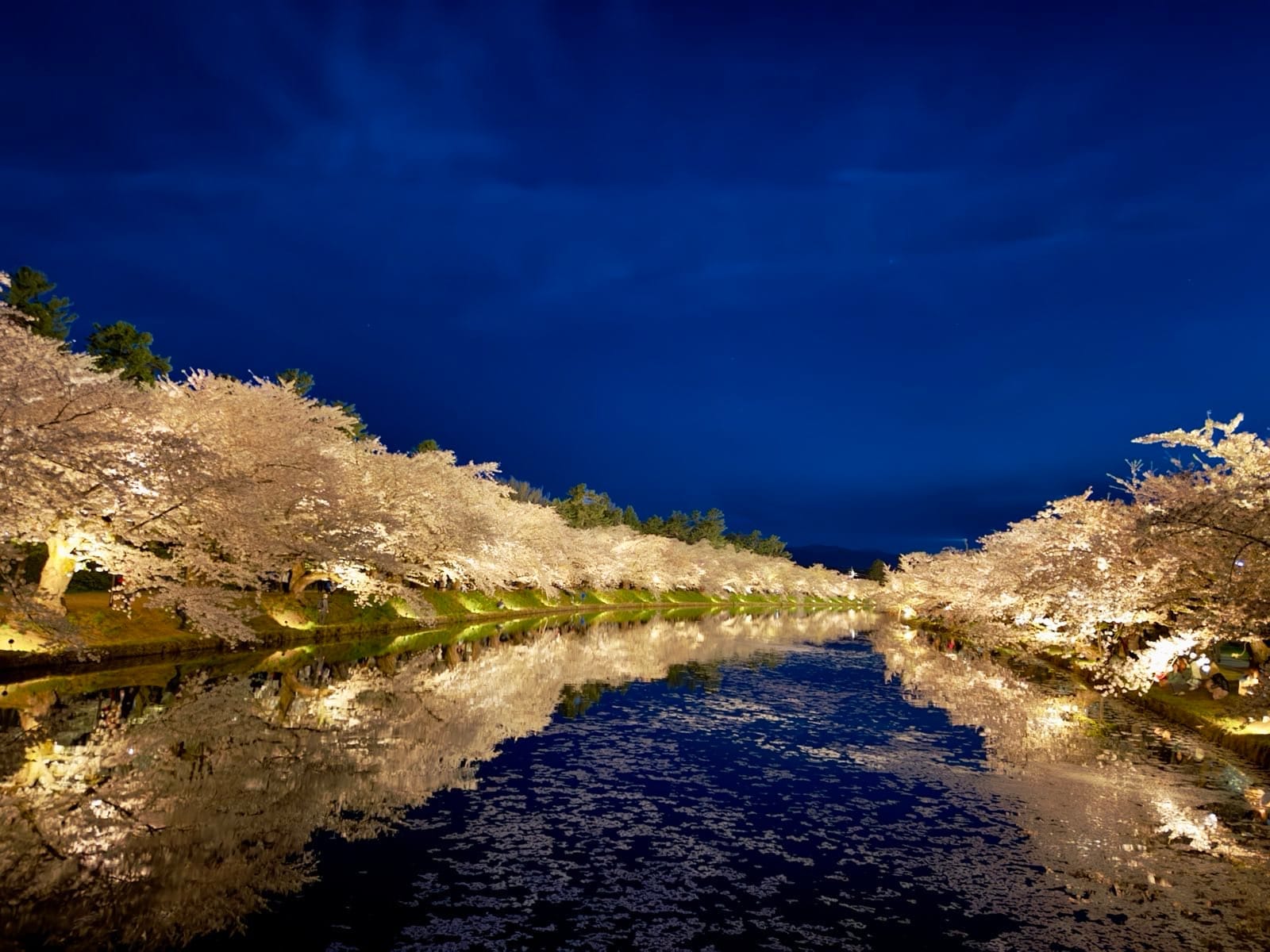 夜里华灯下的樱花