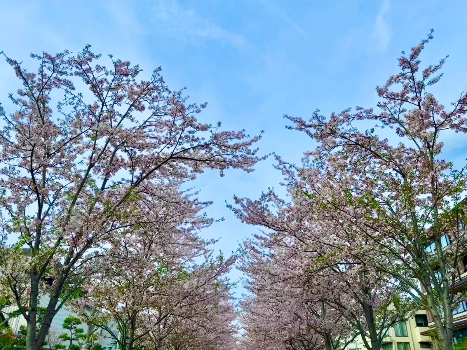段葛参道两侧的春日樱花
