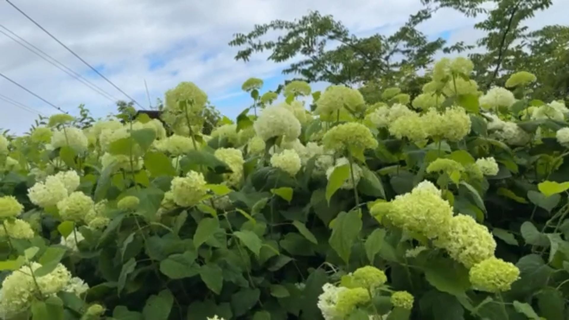 伊香保缆车站附近的绣球花