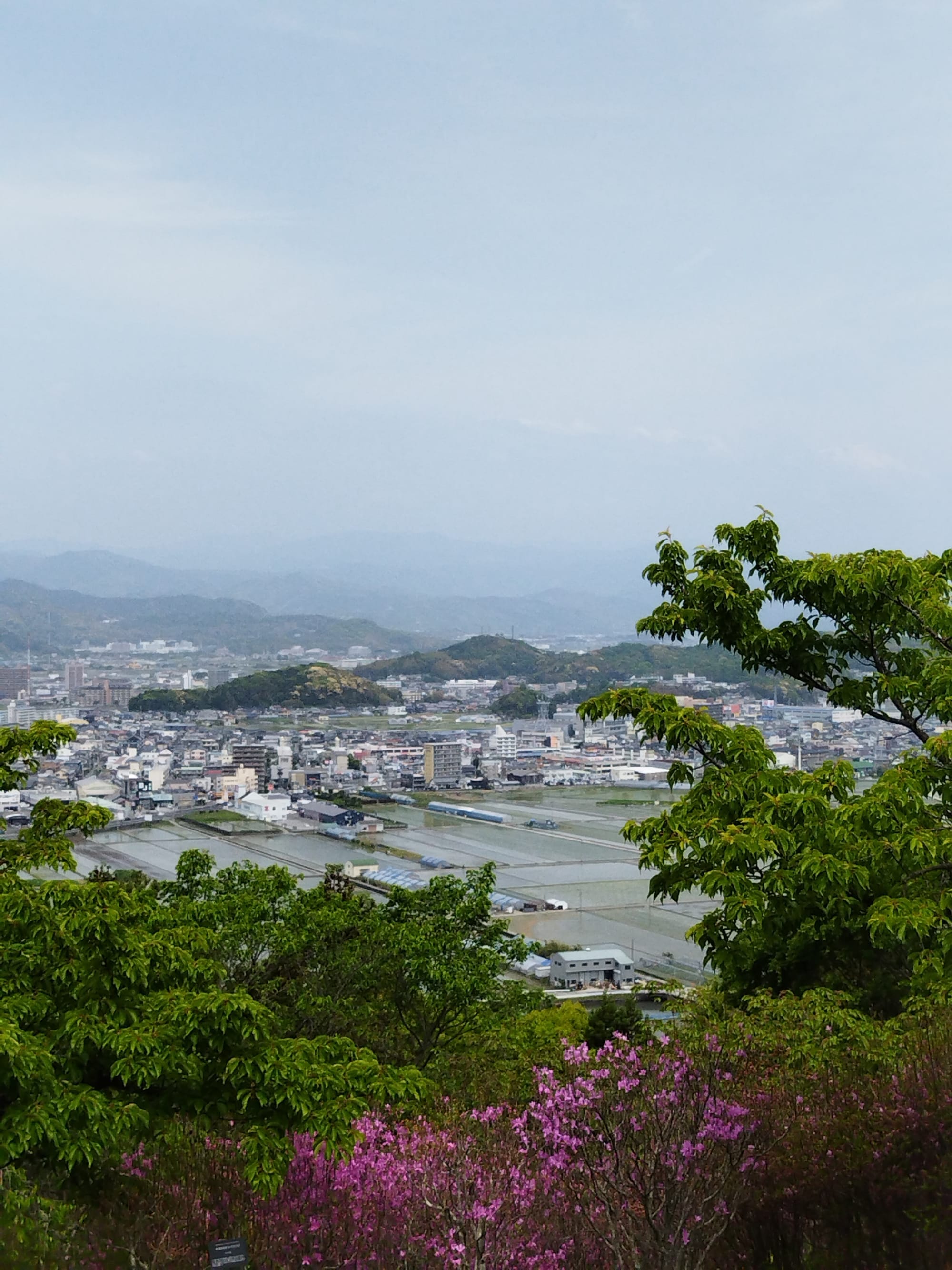 五台山观景处树梢外的高知市景