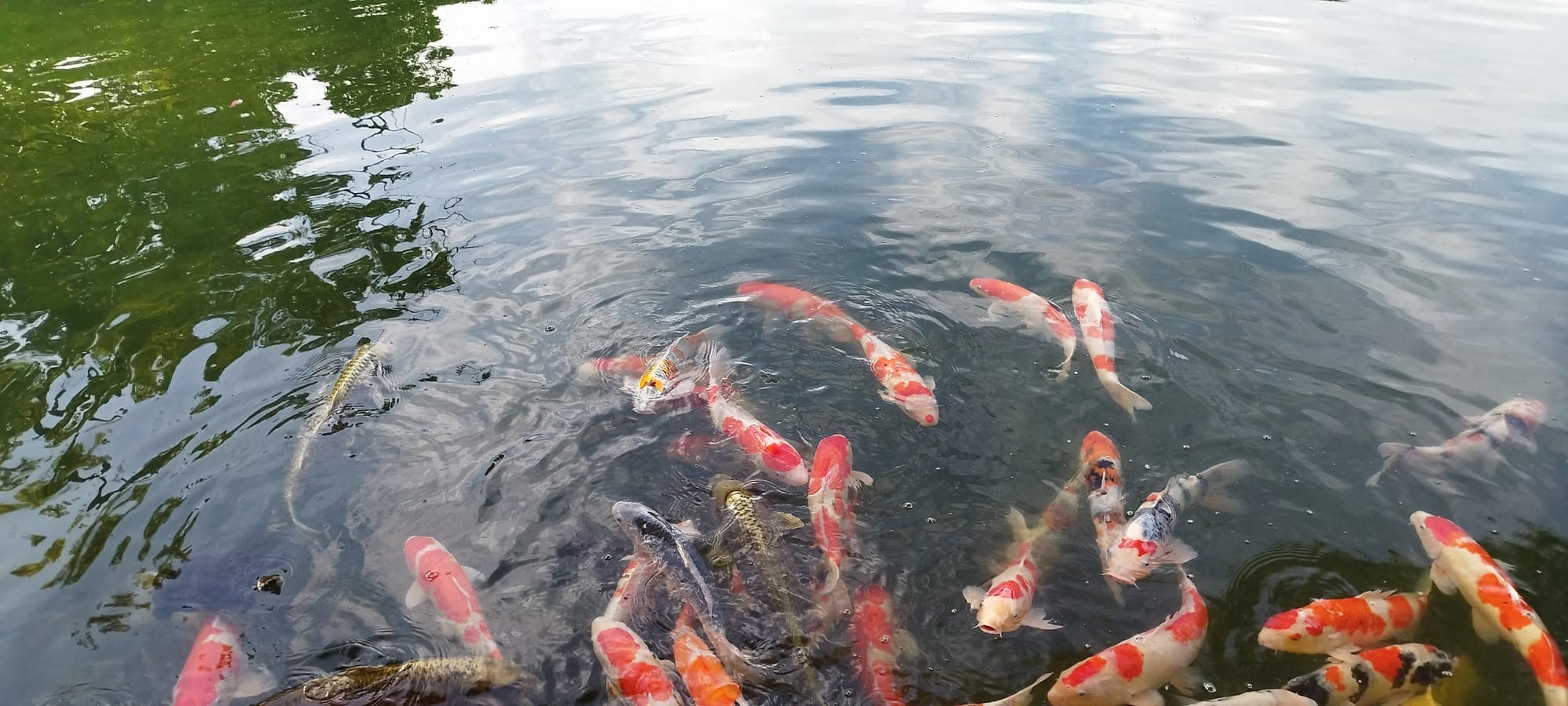 池中聚集的锦鲤