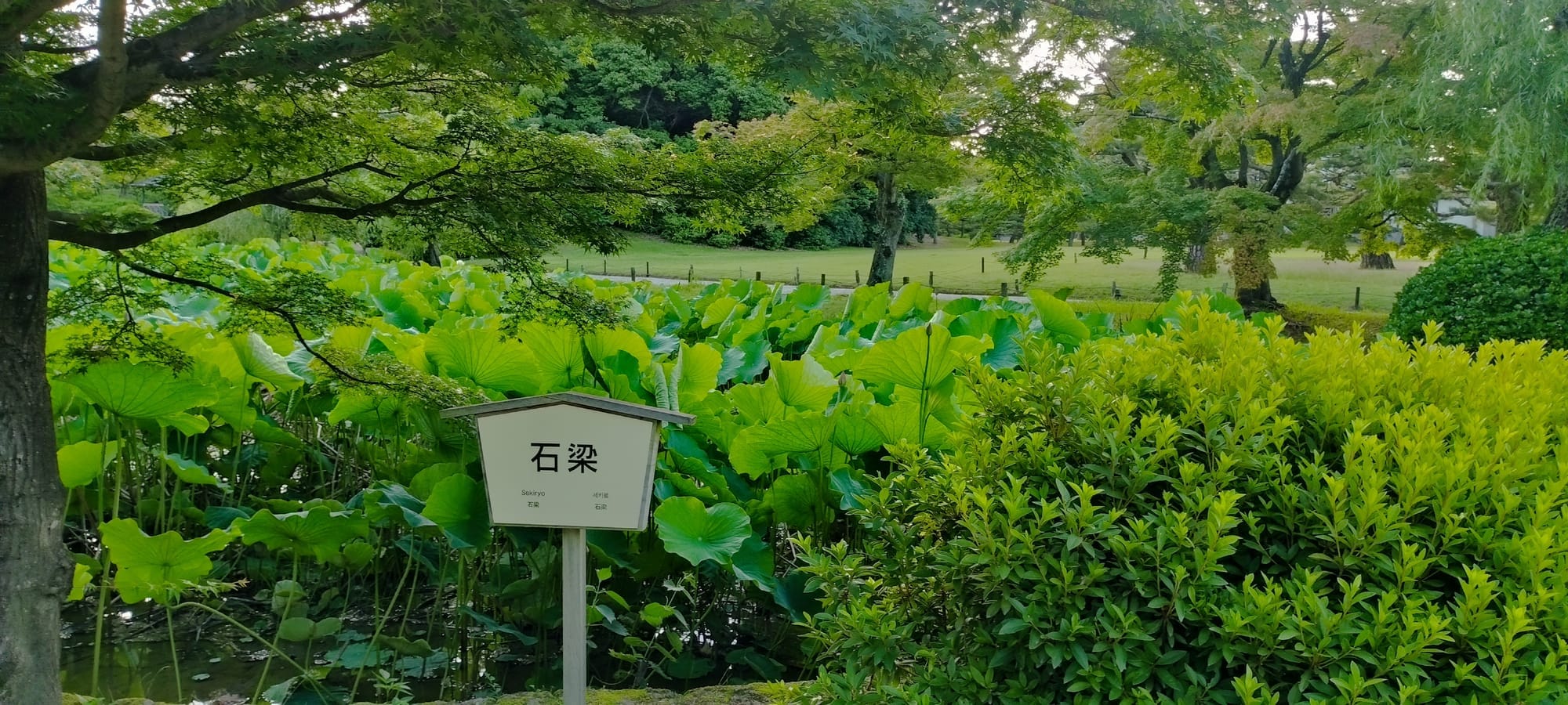 园内标有石菖的水边花圃