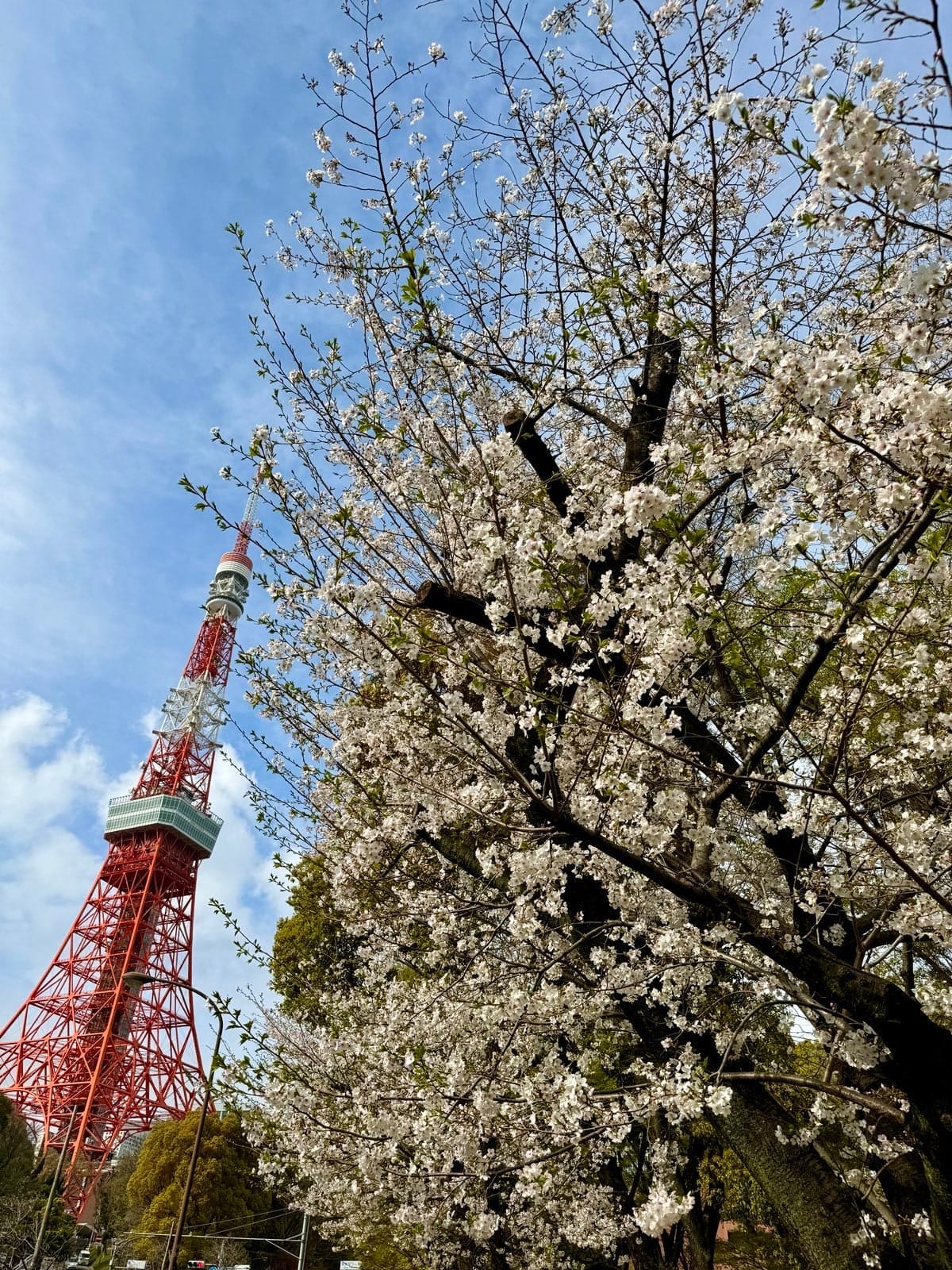 芝公园里的樱花