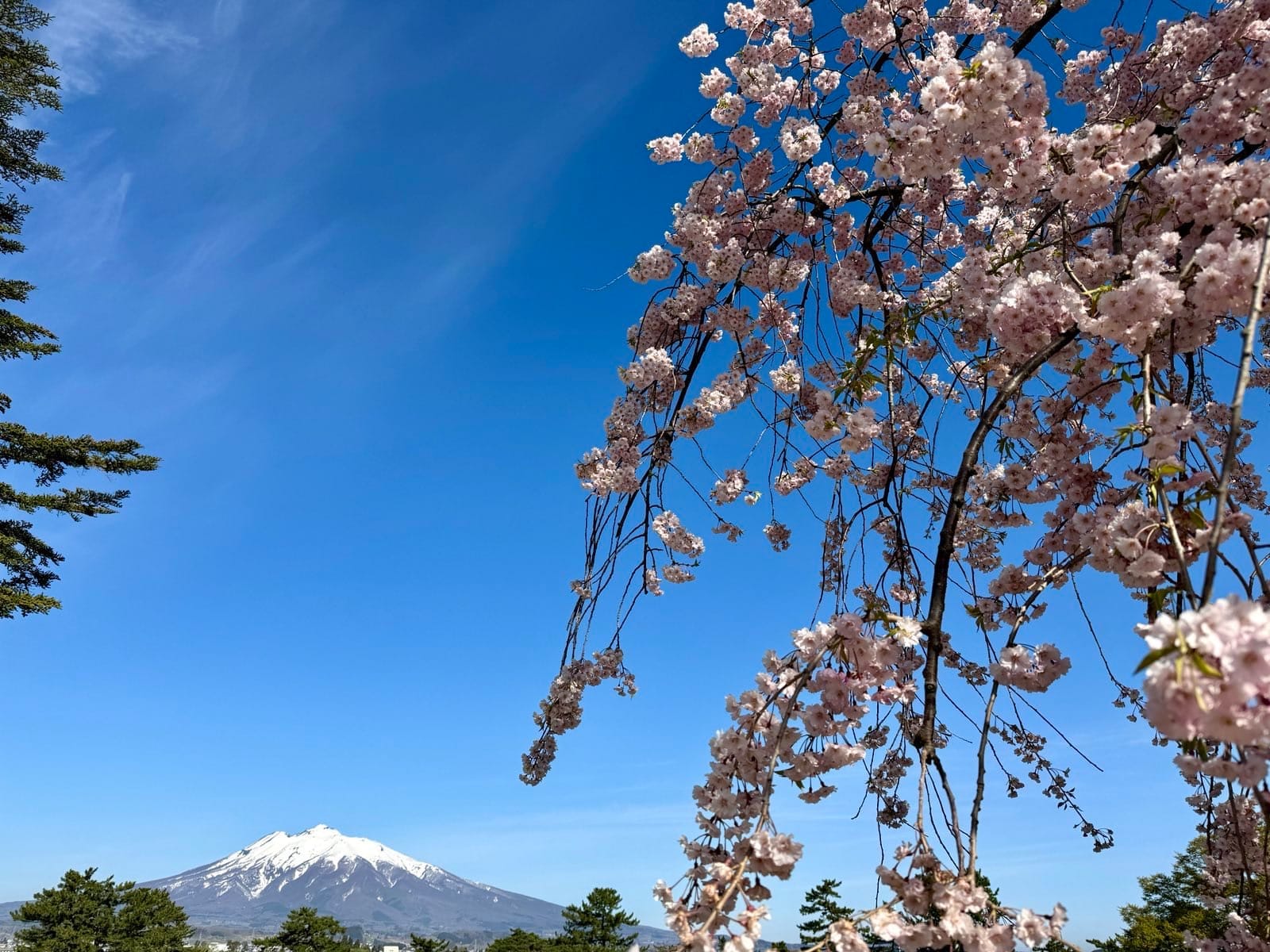 弘前公园内远望岩木山