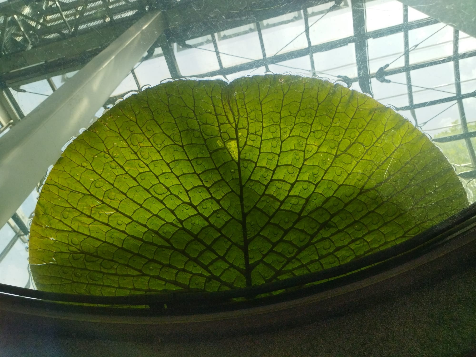 牧野植物园温室中展示的巨大叶片