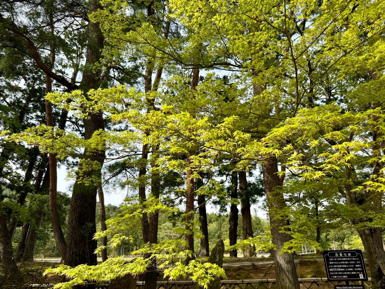 林间的芭蕉句碑