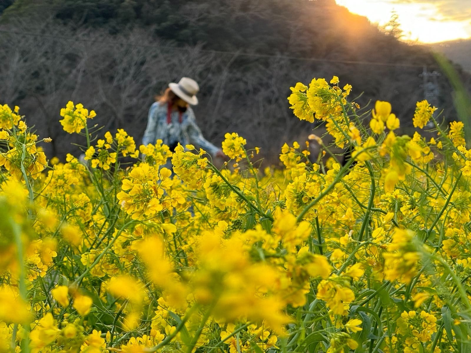 夕阳下金黄色的日野菜花田