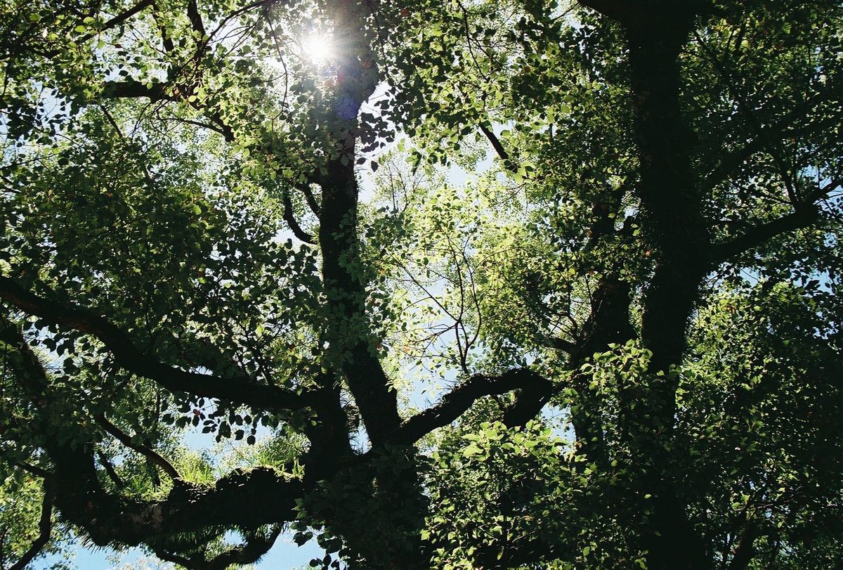 音声コーデックOpusで録画した動画ファイルはブラウザで再生するのが一番手軽かもしれない