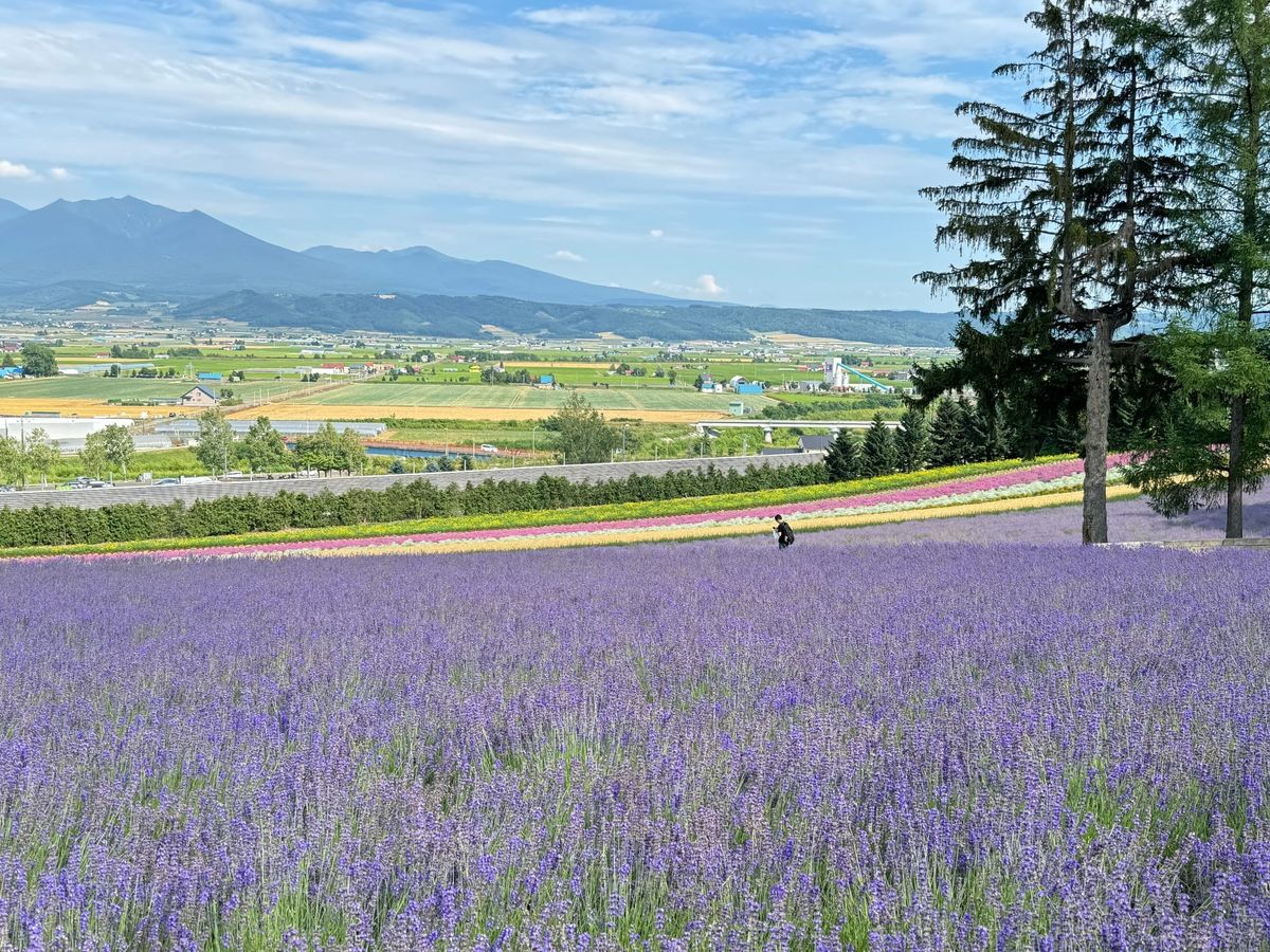 富良野薰衣草花田与远处的山峦