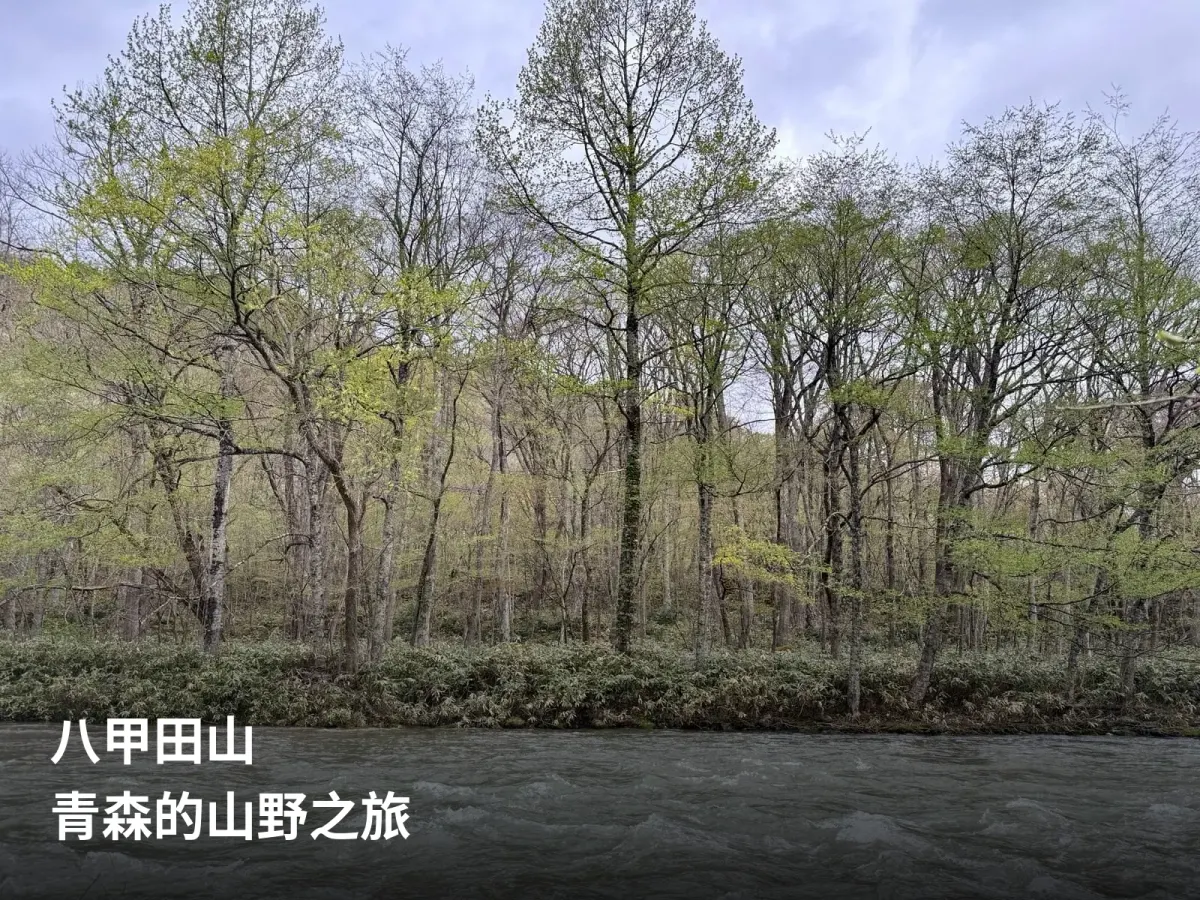初春奥入濑溪流下游的树林与河面