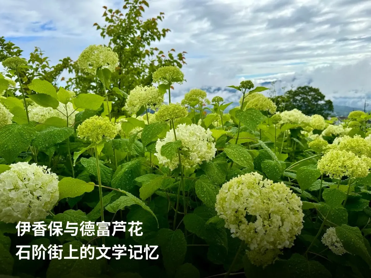 伊香保温泉旅行中看到的绿色绣球花