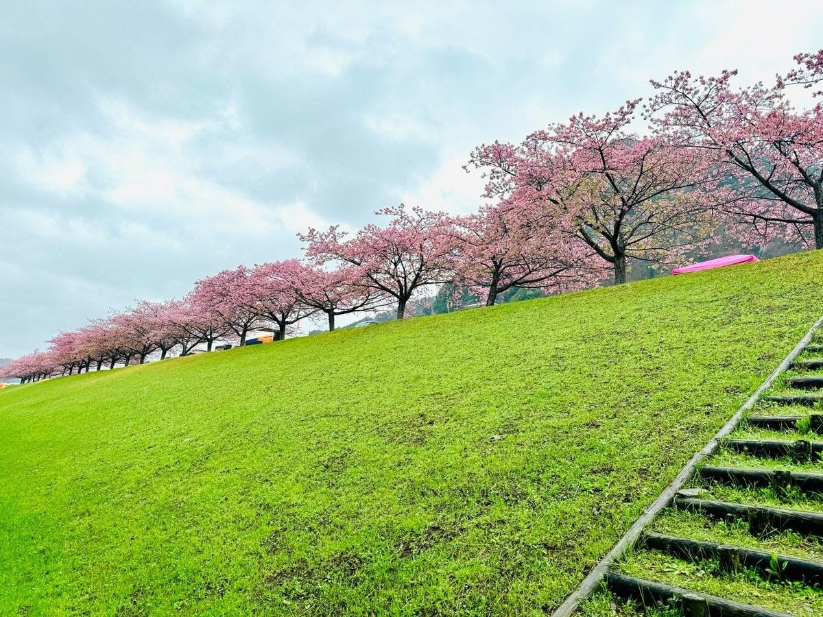 城山堤坡上绵延的粉色樱花