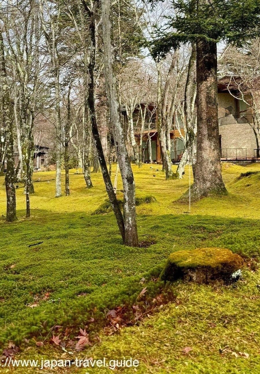 轻井泽树林间的苔地与日光
