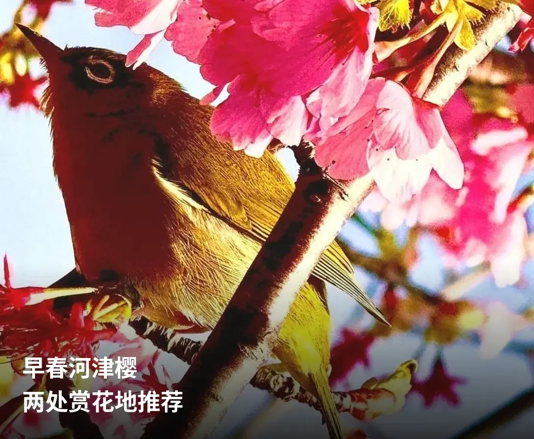 河津樱花枝间停留的绿色小鸟
