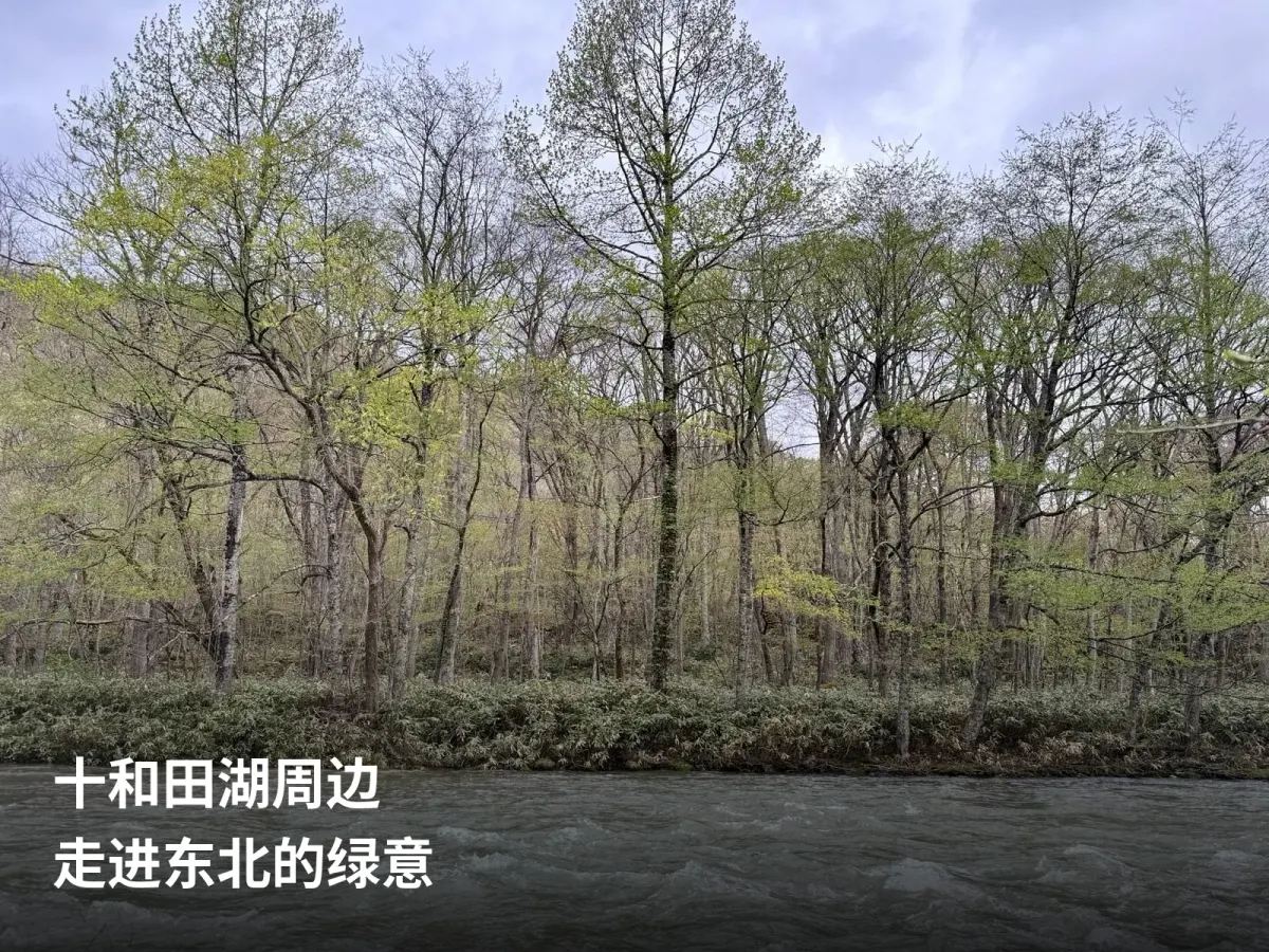 十和田地区奥入濑溪流的初春新绿