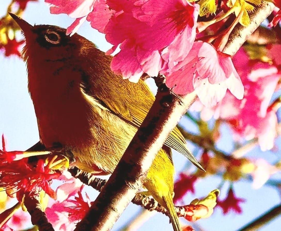 河津樱花枝上的绿色小鸟