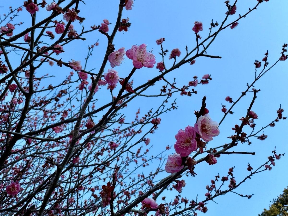 蓝天下含苞与盛开的粉色梅花枝