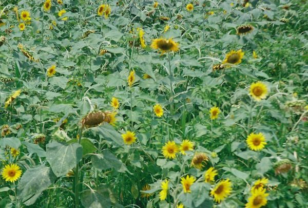 ついに、ついにNotionにオフラインモードが！