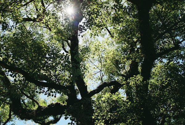 音声コーデックOpusで録画した動画ファイルはブラウザで再生するのが一番手軽かもしれない