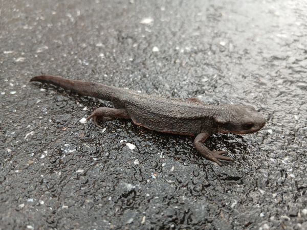 雨の日の道路にいたイモリらしきもの