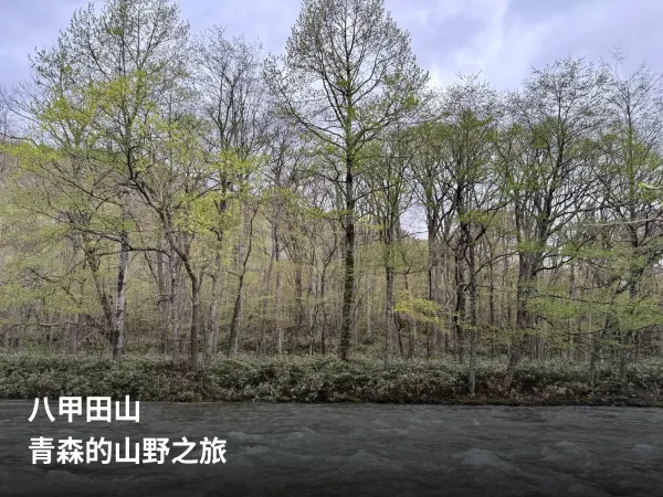 初春奥入濑溪流下游的树林与河面