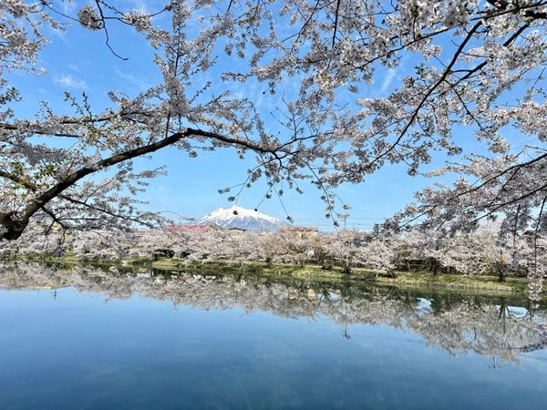 弘前护城河两岸的樱花与岩木山