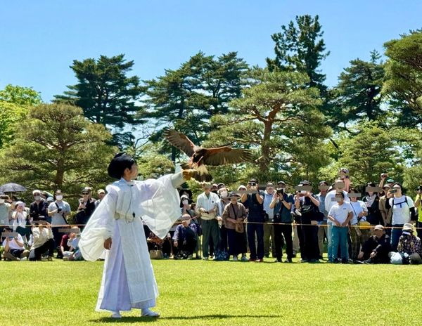 草地上进行的传统放鹰术表演