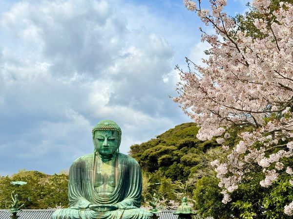 镰仓大佛与春日樱花